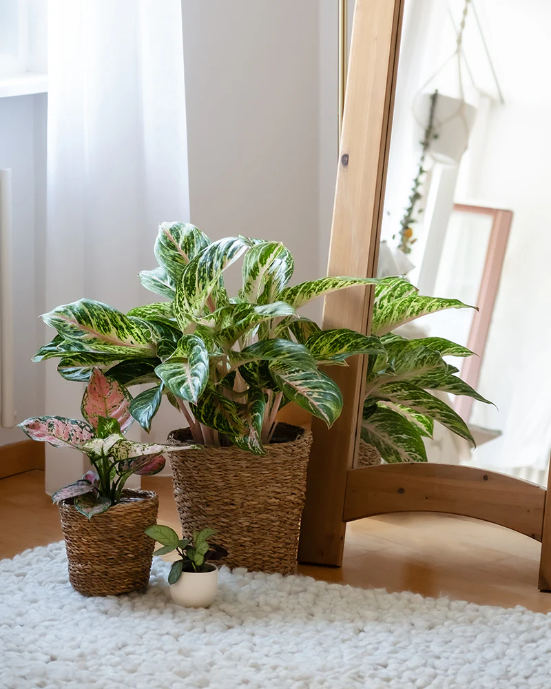 Tropical Beauty Set - Image 8