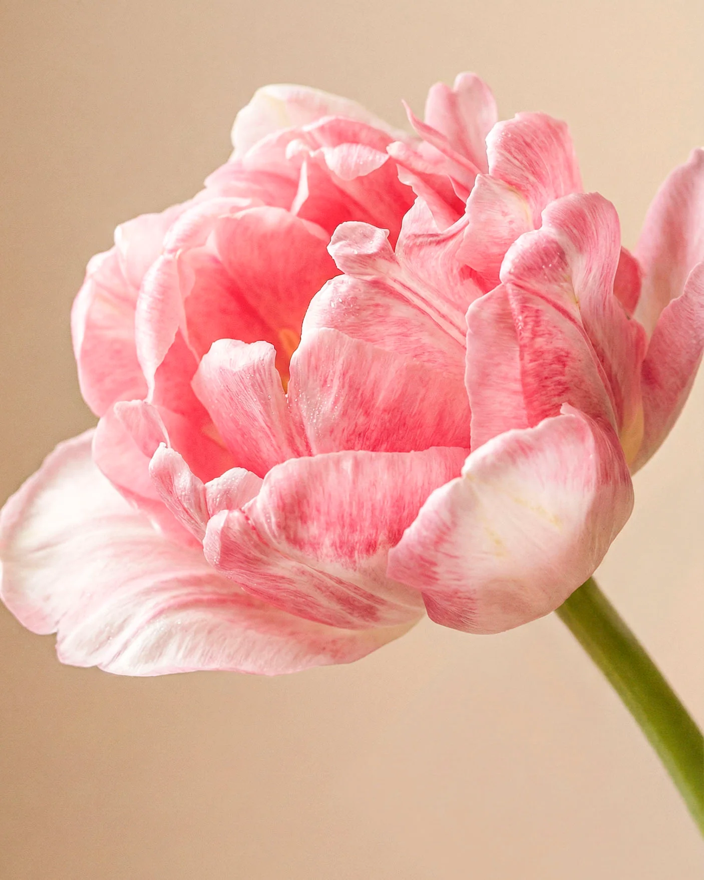 Tulpen «Liebesgedicht» - Image 5