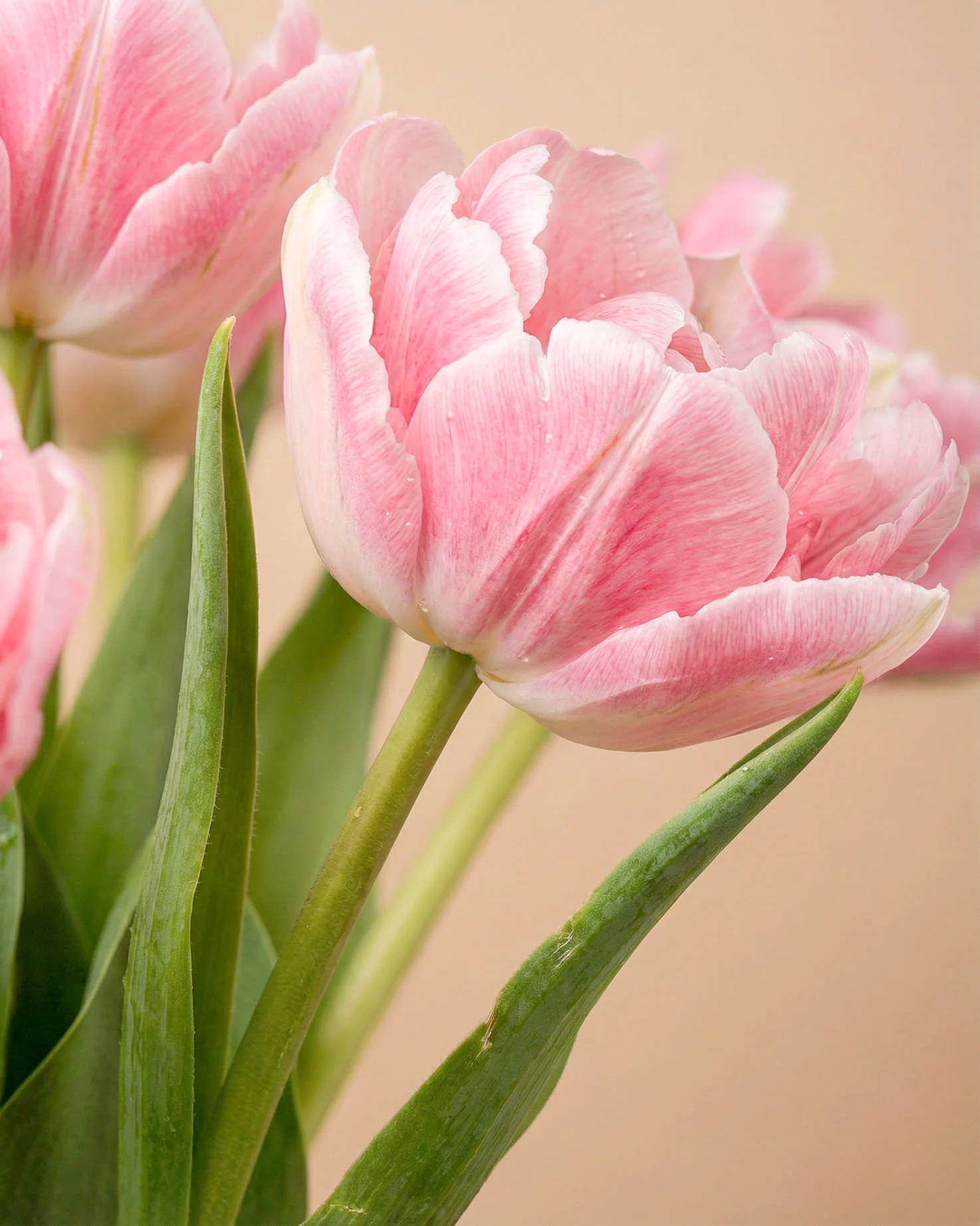 Tulpen «Liebesgedicht» - Image 6