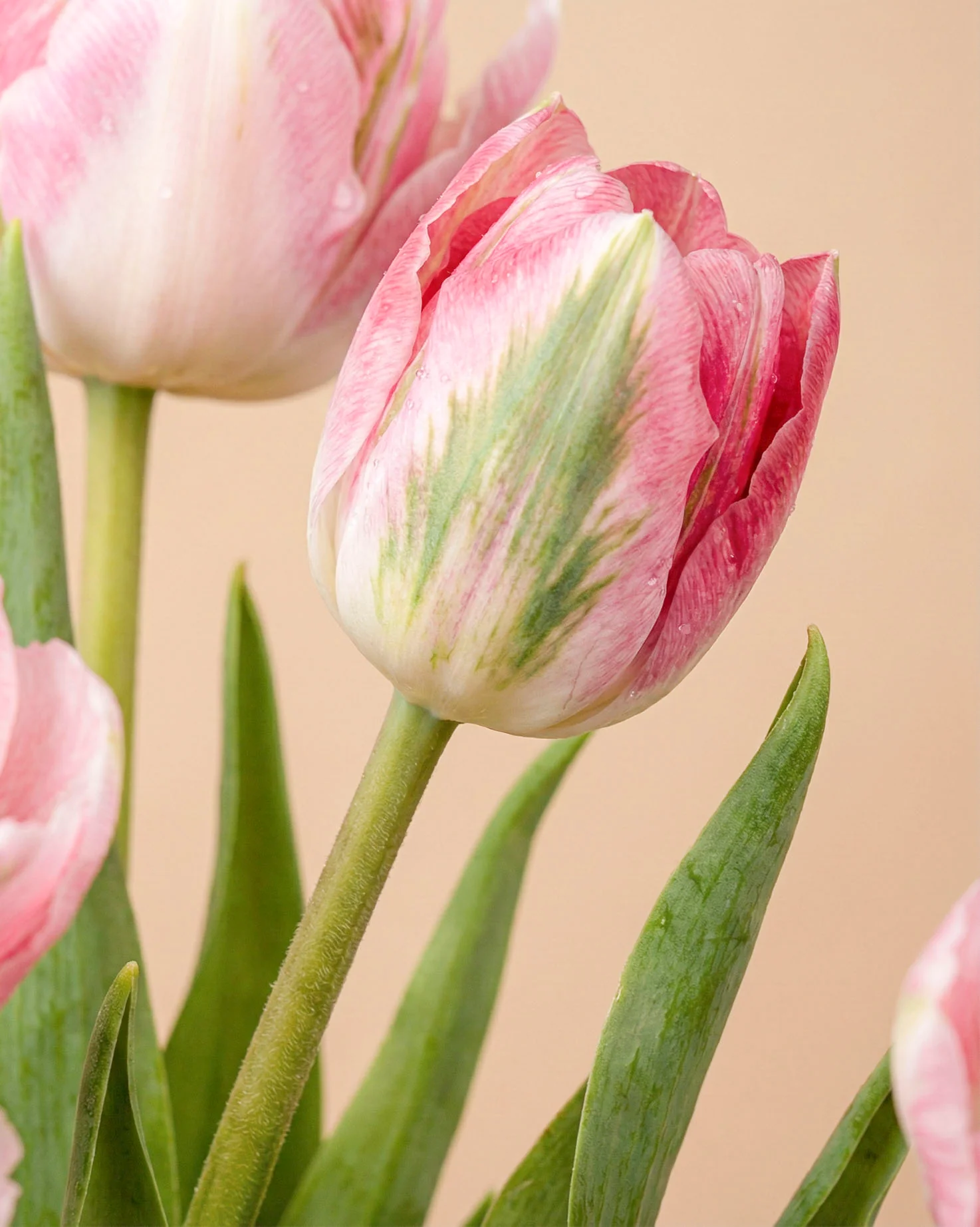 Tulpen «Liebesgedicht» - Image 7