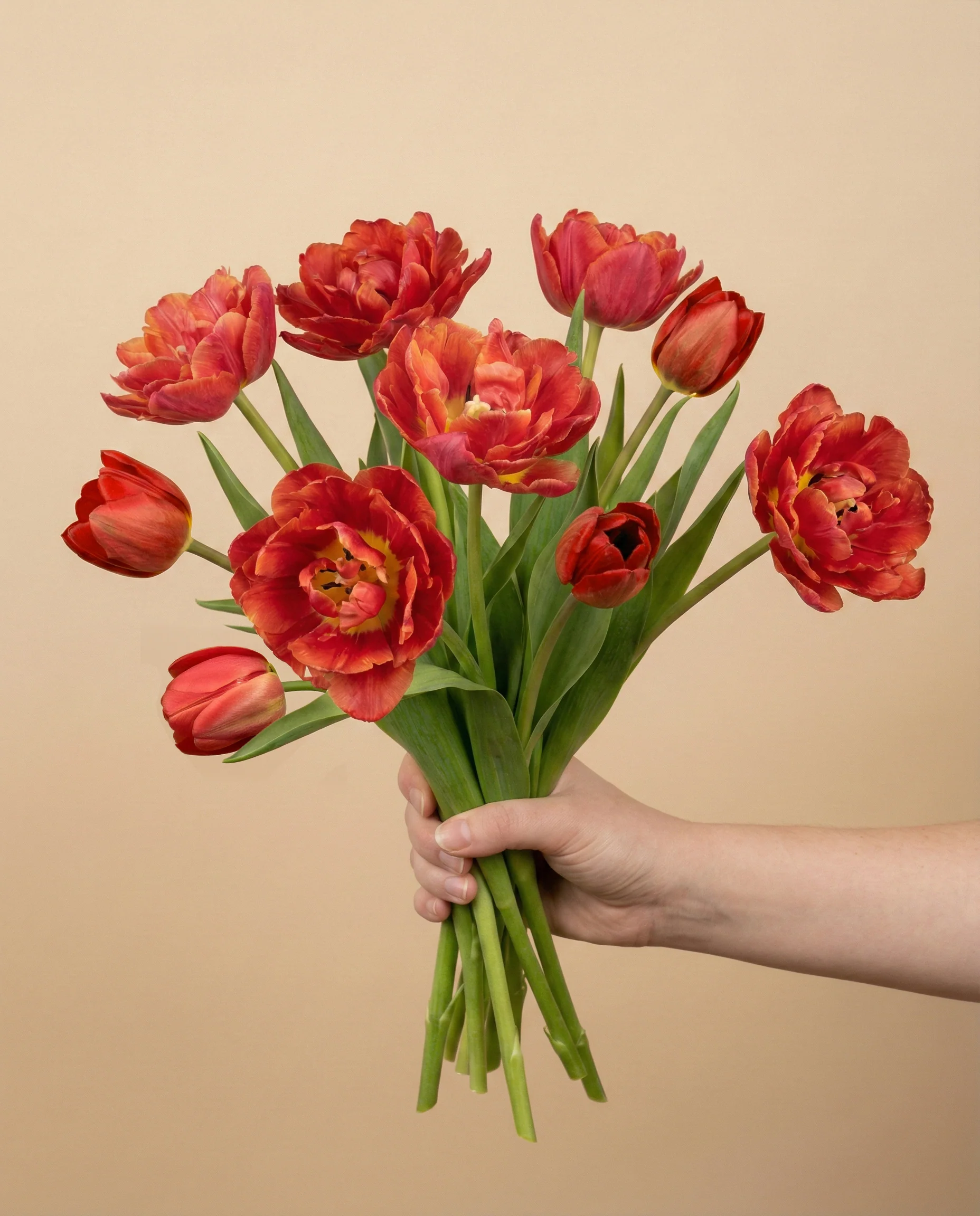 Tulpen «Herzklopfen» - Image 3