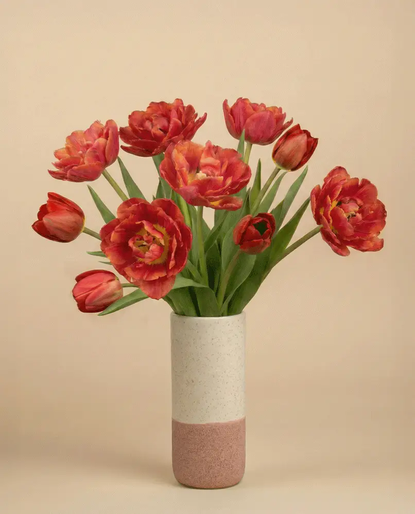 Tulpen «Herzklopfen» - Image 4