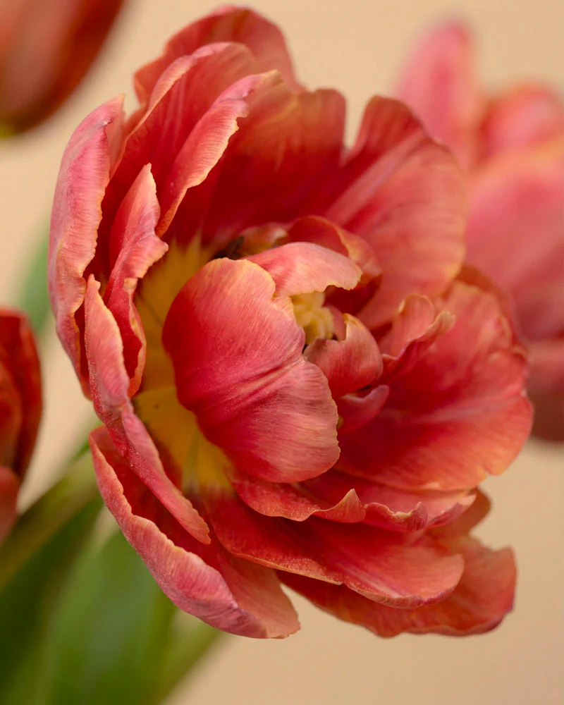 Tulpen «Herzklopfen» - Image 5