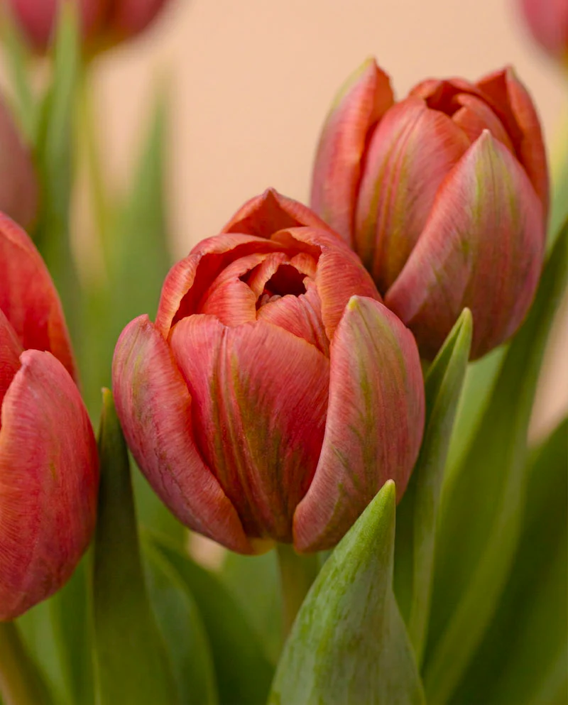 Tulpen «Herzklopfen» - Image 6