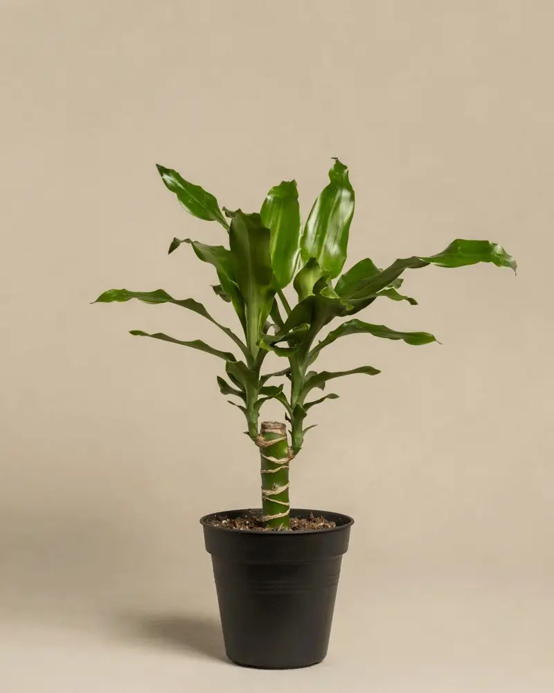 Überraschungspflanze - Image 3