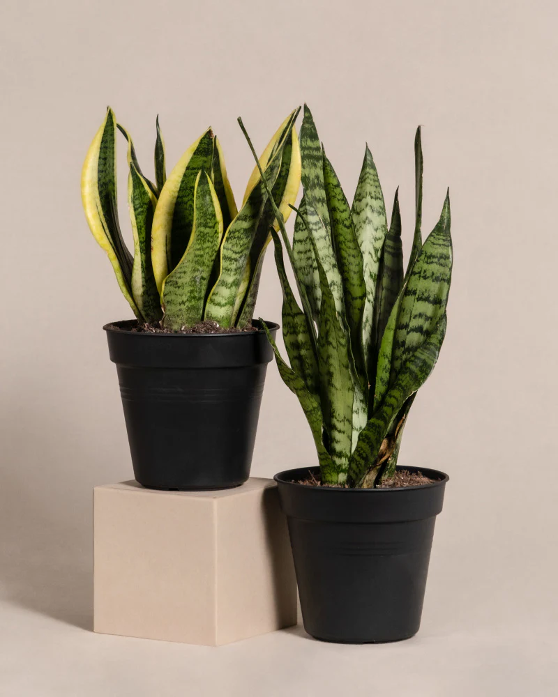 Unzerstörbares Duo - Image 3