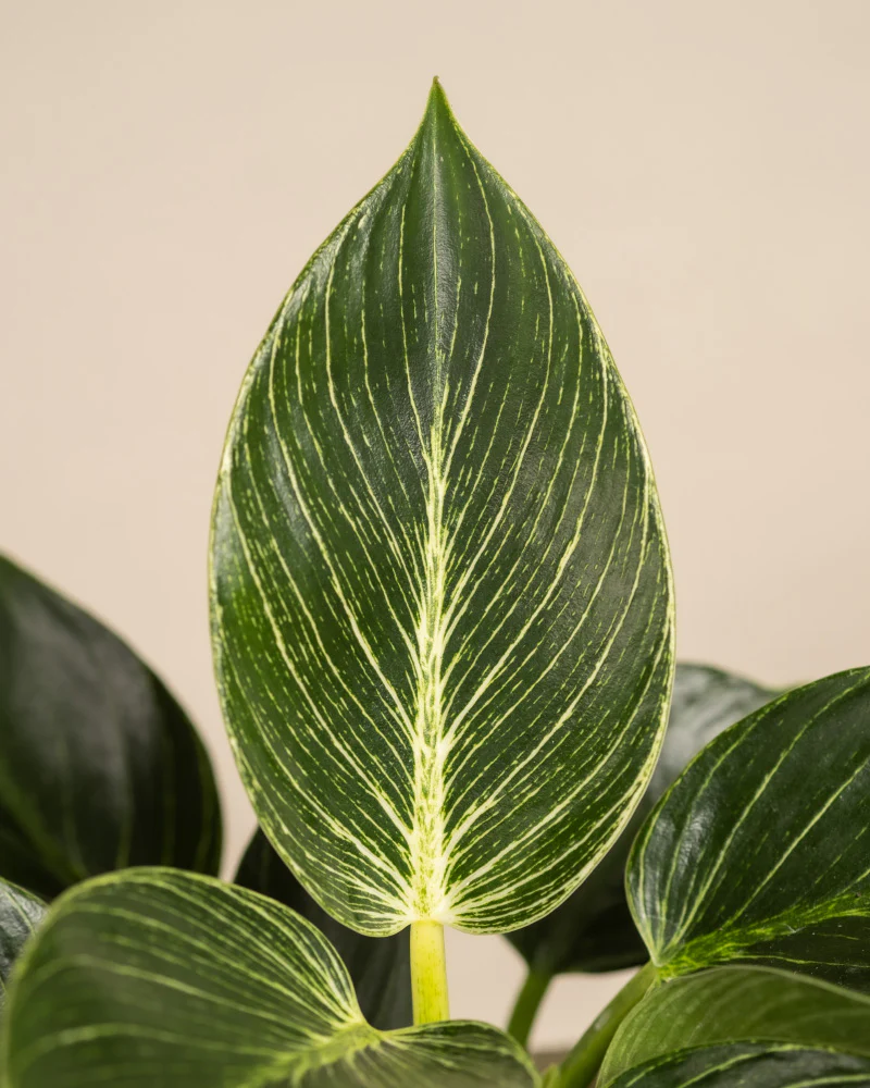 Urban Jungle Set - Image 11