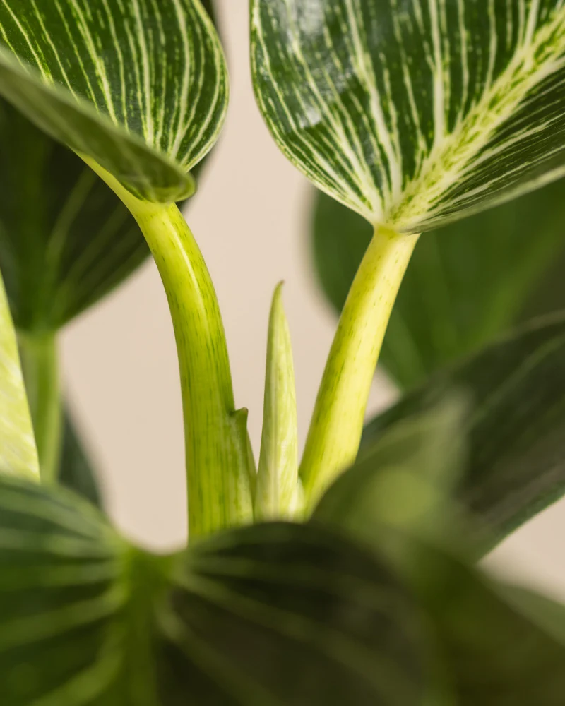 Urban Jungle Set - Image 12