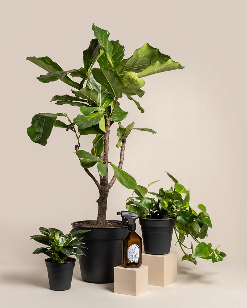 Urban Jungle Set - Image 3