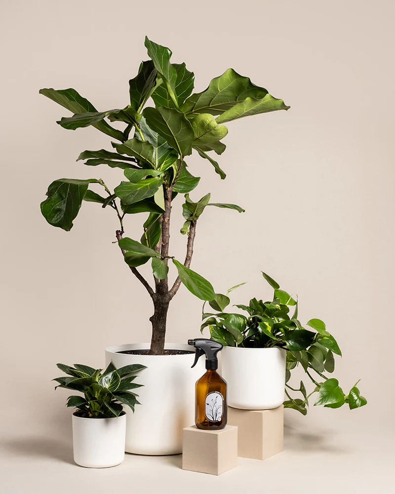 Urban Jungle Set - Image 5