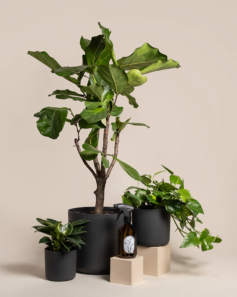Urban Jungle Set - Image 6