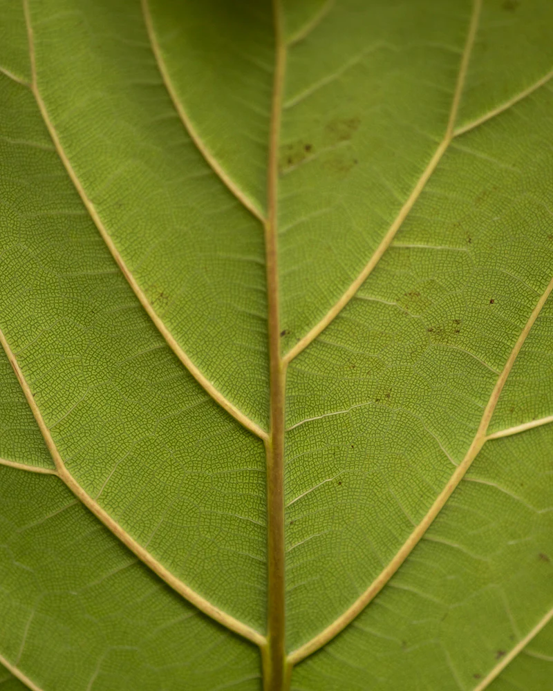 Urban Jungle Set - Image 7