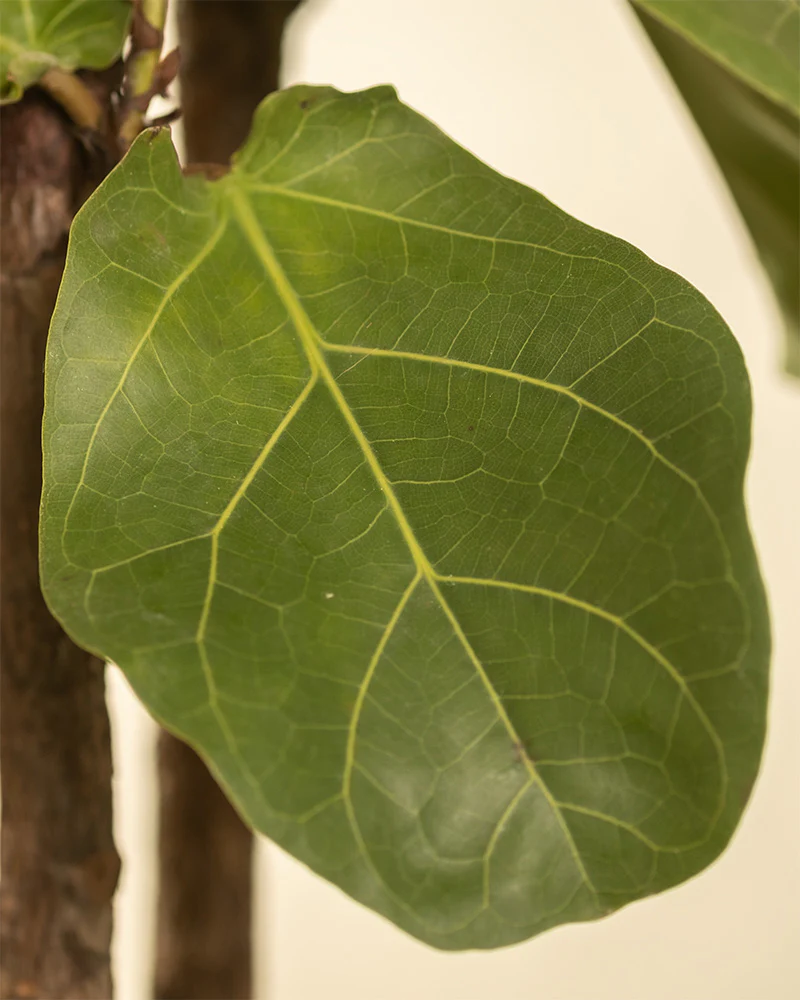 Urban Jungle Set - Image 8