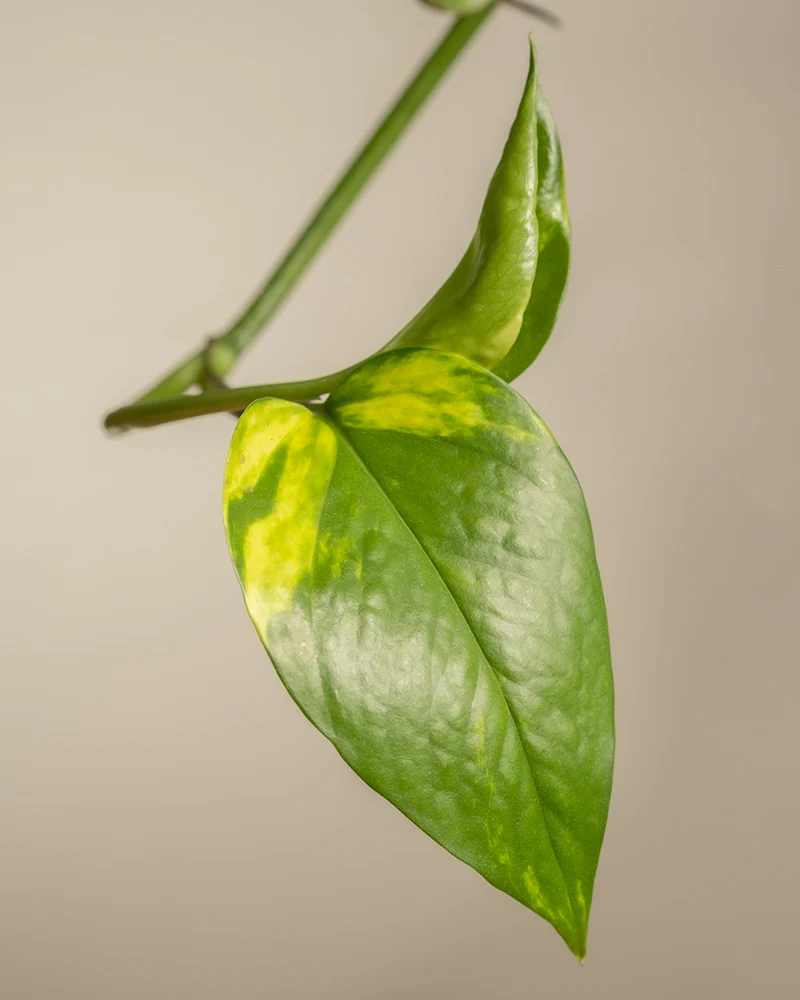 Urban Jungle Set - Image 9