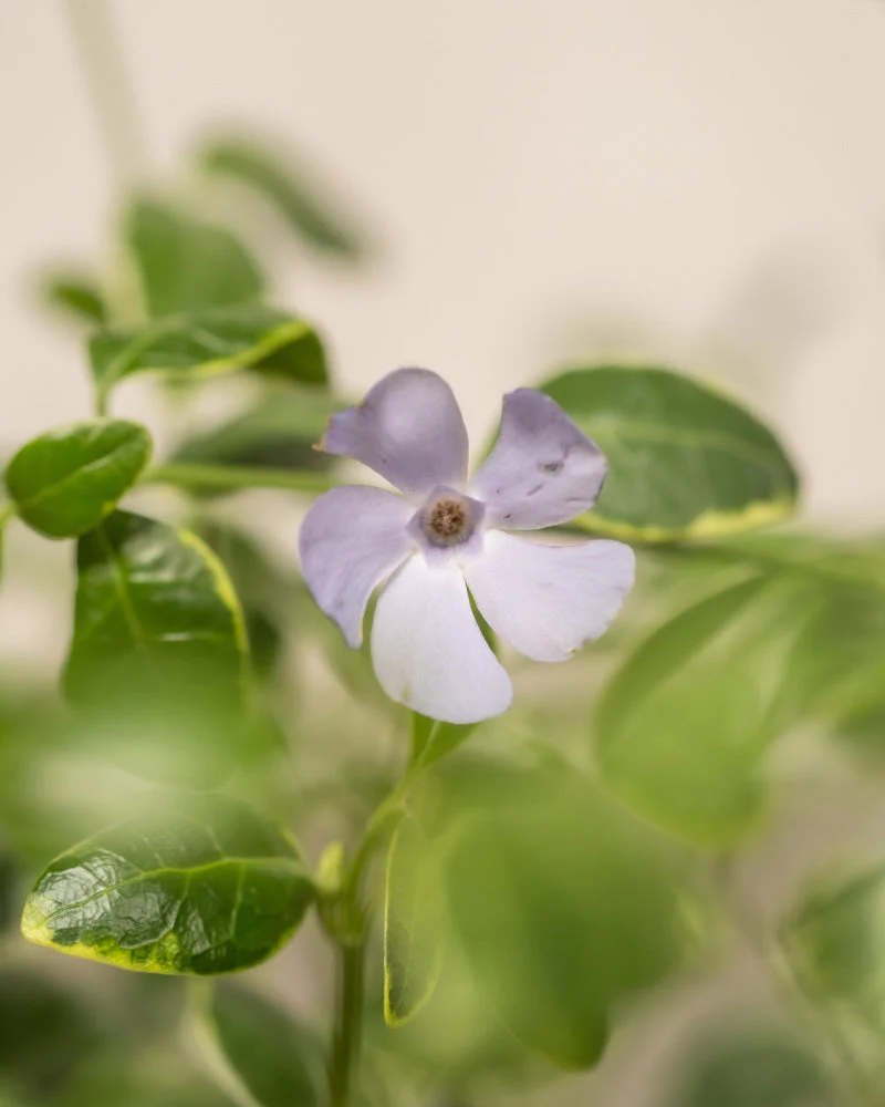 Vinca minor (6er-Set) - Image 4
