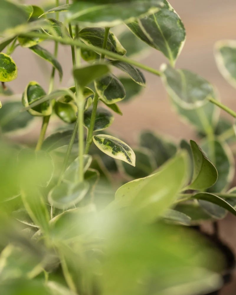 Vinca minor (6er-Set) - Image 5