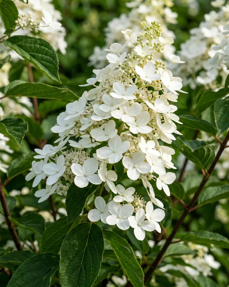 Weiße Rispenhortensie - Image 2