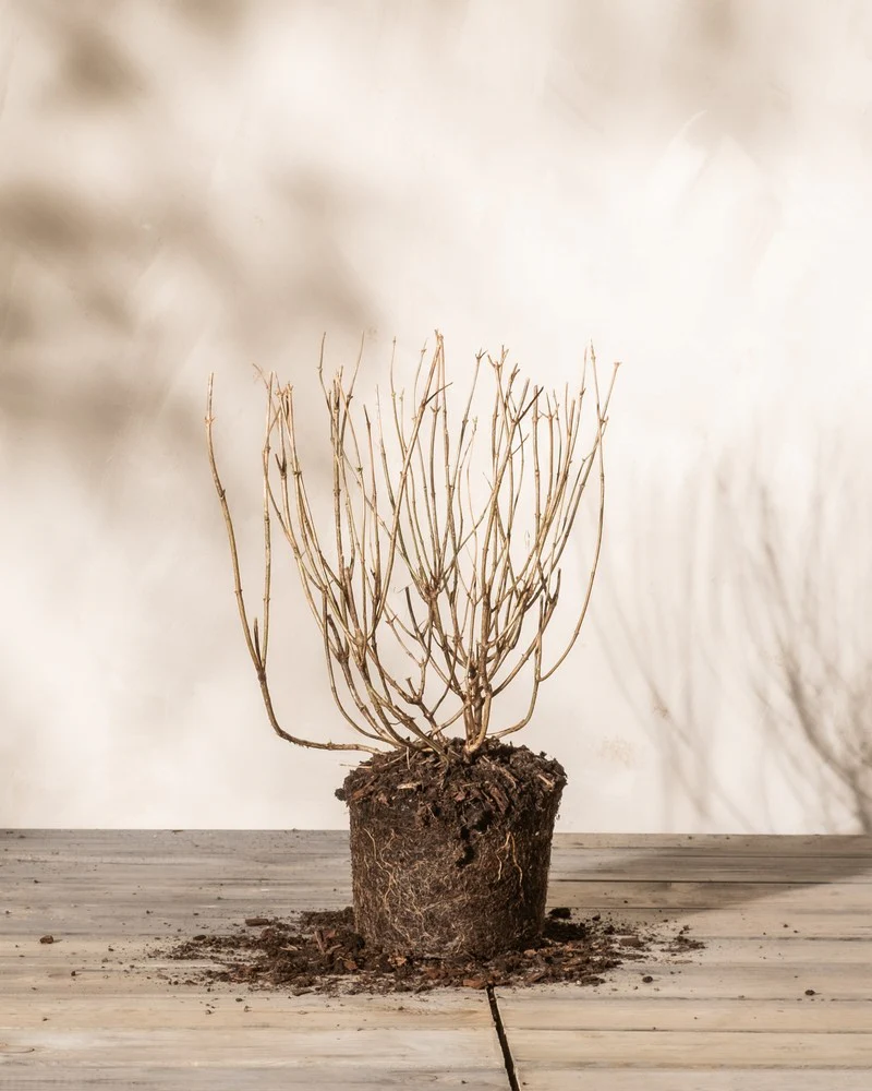 Weiße Rispenhortensie - Image 3