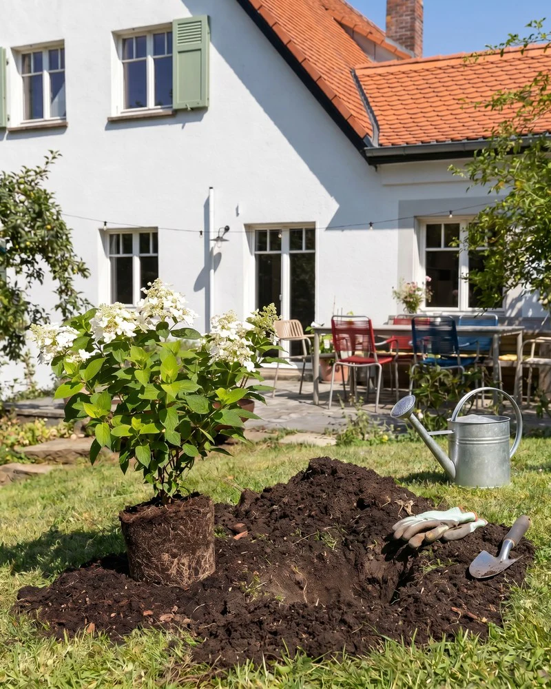 Weiße Rispenhortensie - Image 4