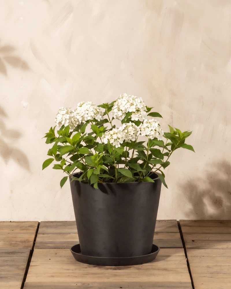Weiße Rispenhortensie - Image 6