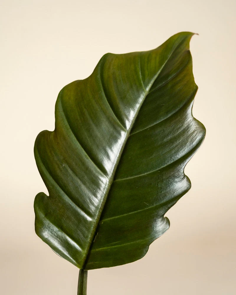 Zackiges Philodendron-Duo - Image 10