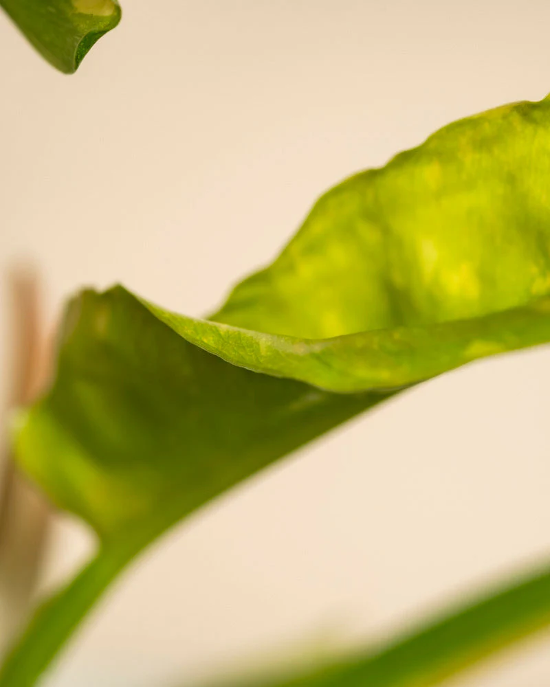 Zackiges Philodendron-Duo - Image 18
