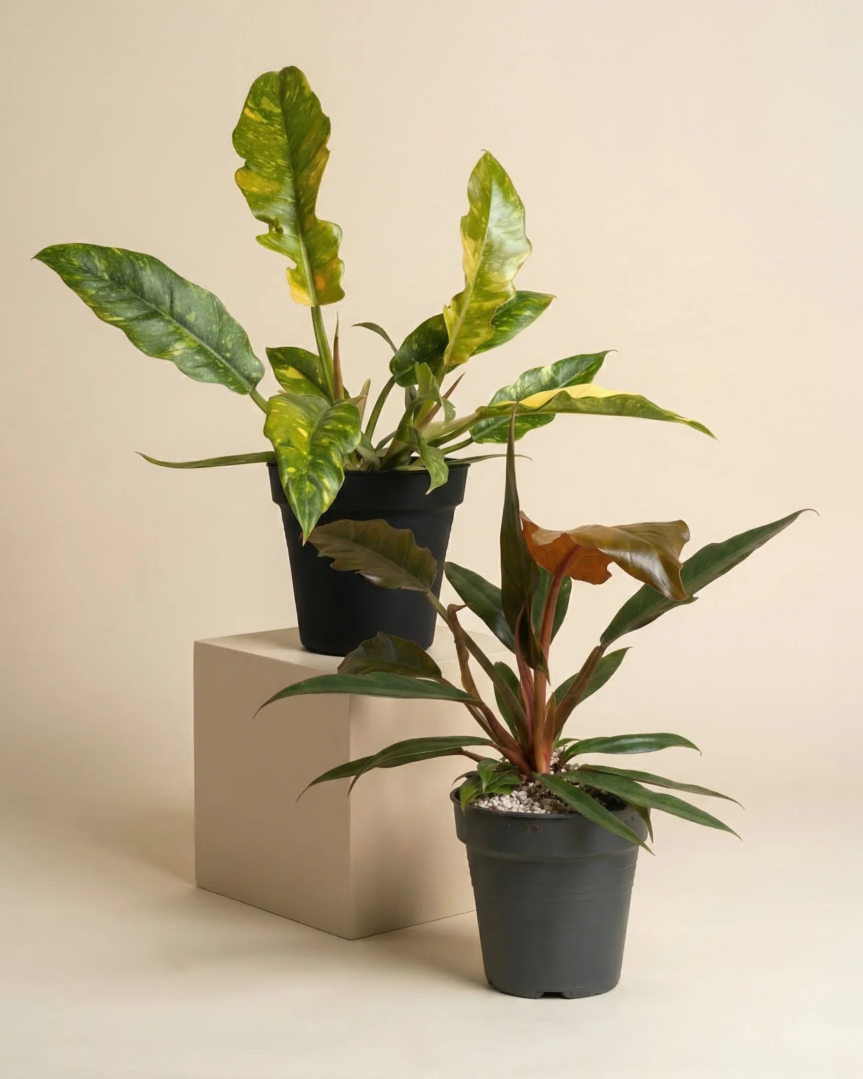 Zackiges Philodendron-Duo - Image 3