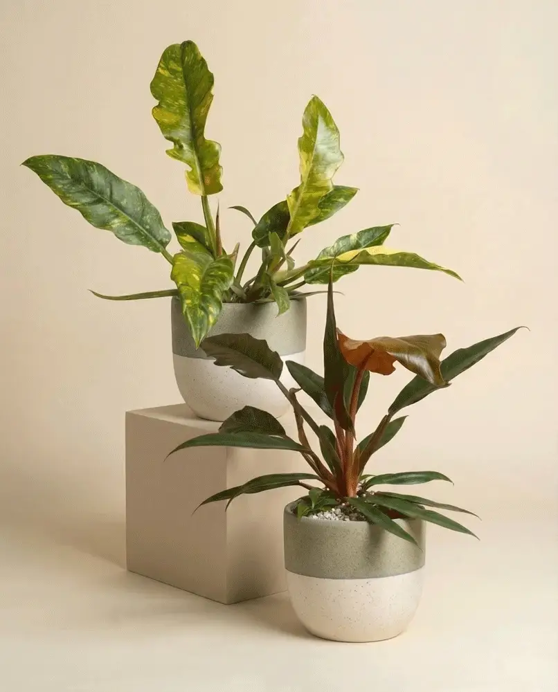 Zackiges Philodendron-Duo - Image 6